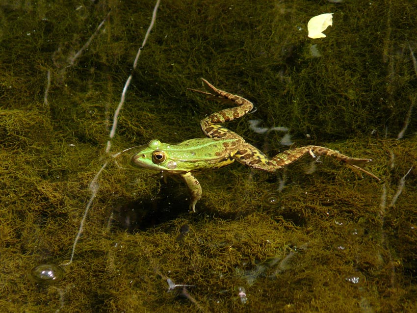 Rio Salivoli (Piombino) - rospi smeraldini in citt!
